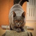 Photo of Earl Grey
