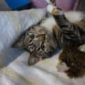 Photo of Kiwi