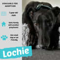 Photo of Lochie