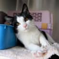 Photo of Tuxie