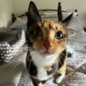Photo of Peaches