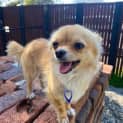 Photo of Ralph 1.5 Year Old Chihuahua (Hold 24/9/23)