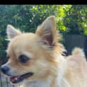 Photo of Ralph 1.5 Year Old Chihuahua (Hold 24/9/23)