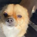 Photo of Ralph 1.5 Year Old Chihuahua (Hold 24/9/23)