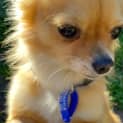 Photo of Ralph 1.5 Year Old Chihuahua (Hold 24/9/23)