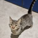 Photo of Zulu