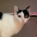 Photo of Willow