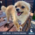 Photo of Ralph 1.5 Year Old Chihuahua (Hold 24/9/23)