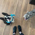 Photo of Gertie   2 Year Old French Bulldog (Trial)