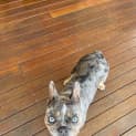 Photo of Gertie   2 Year Old French Bulldog (Trial)