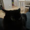 Photo of Dribbles