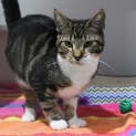 Photo of Clyde 10991