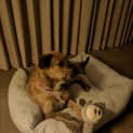 Photo of Pepper
