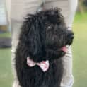 Photo of Ori
