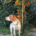 Photo of Mojo