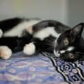 Photo of Pita