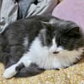 Photo of Princess