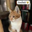 Photo of Garfield