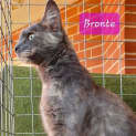 Photo of Bronte