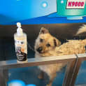 Photo of Milo Melts