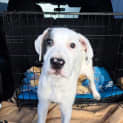 Photo of Fetch