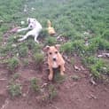 Photo of Fetch