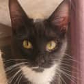 Photo of Wendy **2nd Chance Cat Rescue**