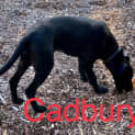 Photo of Cadbury