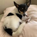 Photo of Ragnar 4 Year Old Fox Terrier X (Trial)