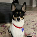 Photo of Ragnar 4 Year Old Fox Terrier X (Trial)