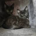 Photo of Domino