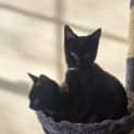Photo of Domino