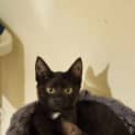 Photo of Domino