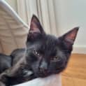 Photo of Domino