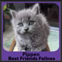 Photo of Pippen