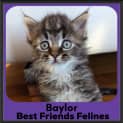 Photo of Baylor 