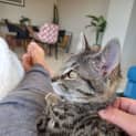 Photo of Peanuts