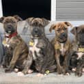 Photo of Australian Bands Litter See Individual Listings