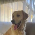 Photo of Violet   6 Year Old Golden Retriever