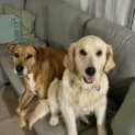 Photo of Violet   6 Year Old Golden Retriever