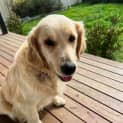 Photo of Violet   6 Year Old Golden Retriever
