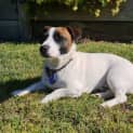 Photo of Guinness 1 Year Old Jack Russell (Trial 2/9/23)
