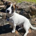 Photo of Guinness 1 Year Old Jack Russell (Trial 2/9/23)