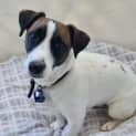 Photo of Guinness 1 Year Old Jack Russell (Trial 2/9/23)