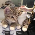 Photo of Yano