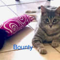 Photo of Bounty