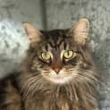 Photo of Loki