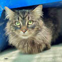 Photo of Loki