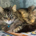 Photo of Loki