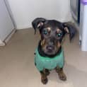 Photo of Tripp